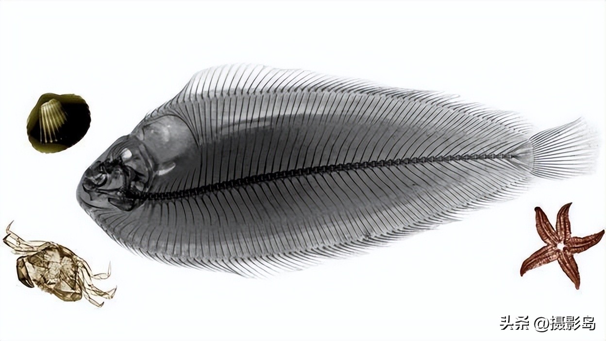 x射线数字成像检测专家,x射线专家