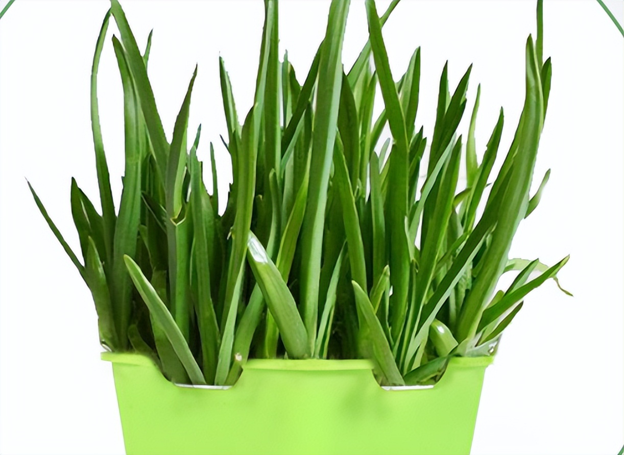 大蒜盆栽的种植方法与步骤,如何种大蒜盆栽一天就可以长好