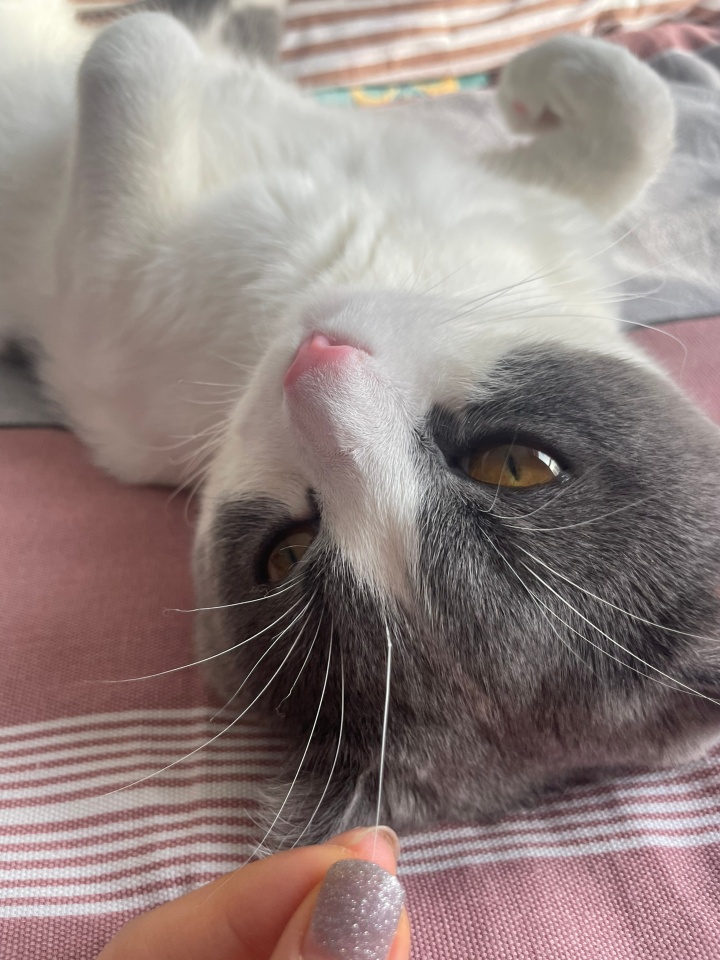 猫咪被剪掉胡须会有什么影响 (家猫胡须剪掉)