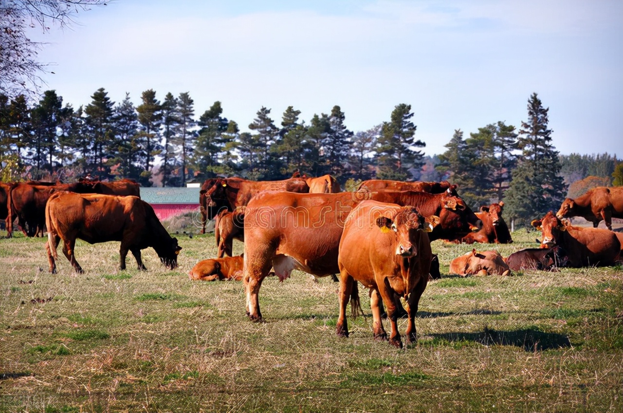 加拿大黑牛原先有1亿头,后来引进美国杂交牛,被打的只剩300头