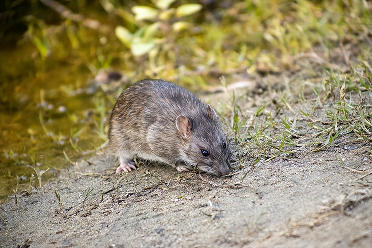 老鼠如此狡猾怎么消灭老鼠,家里有老鼠怎么办最快找到老鼠