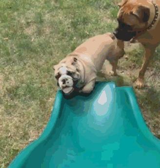 狗狗喜欢舔人是什么原因呢,狗狗总是舔爪子是什么原因