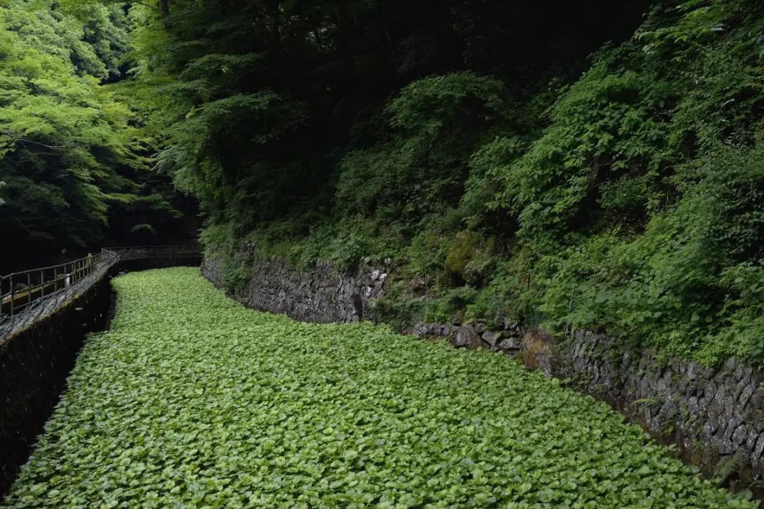 日本伊豆七彩神仙鱼,伊豆在日本哪个县