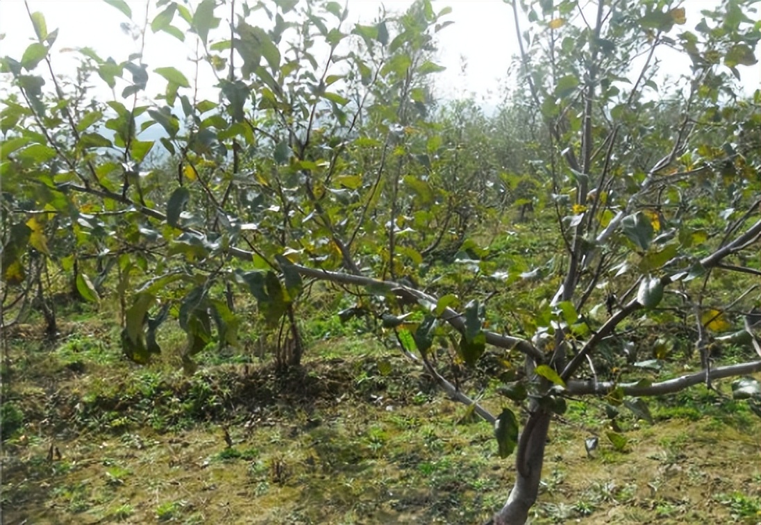 农民大哥智慧高，看他果树上挂瓶子如何实现一箭三雕