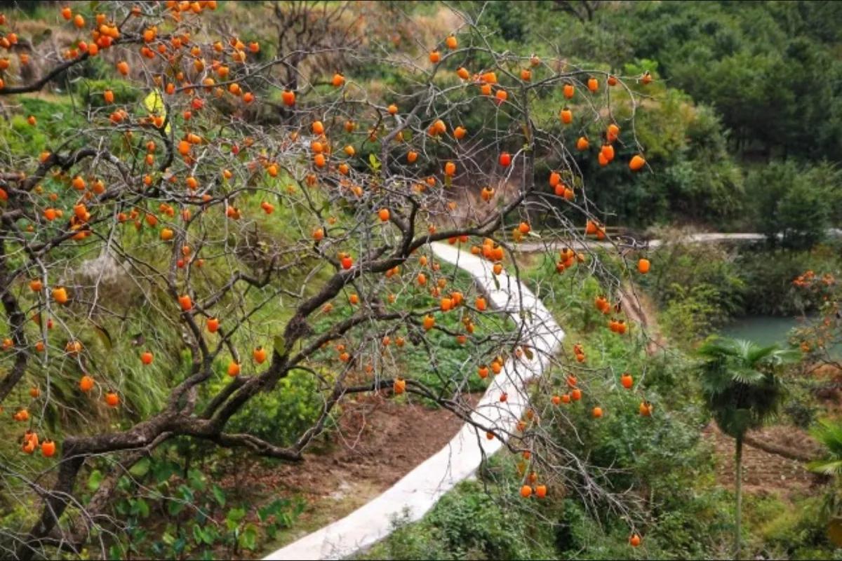 庭院内种三棵树好吗,家门前适合种的三棵树