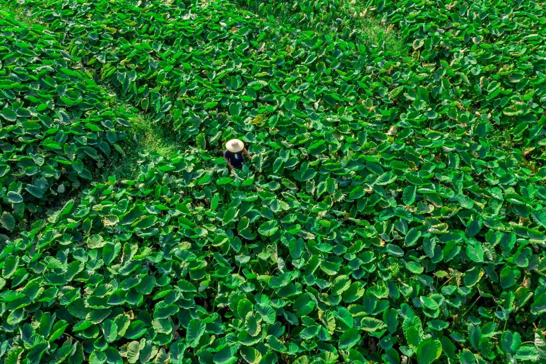 喜茶菜单价目表最全的在这里,喜茶菜单变了