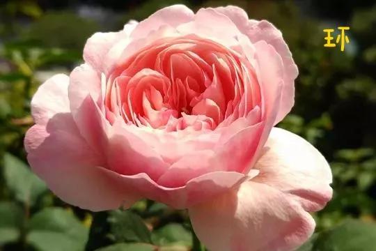 常见切花月季一览（40）（接上期）