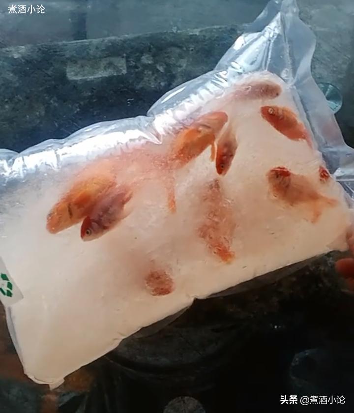 女子网购金鱼冻住了后续,网购的金鱼冻了能活过来吗