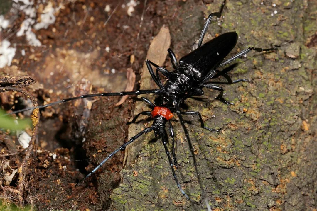 中国天牛图鉴,天牛全程图鉴