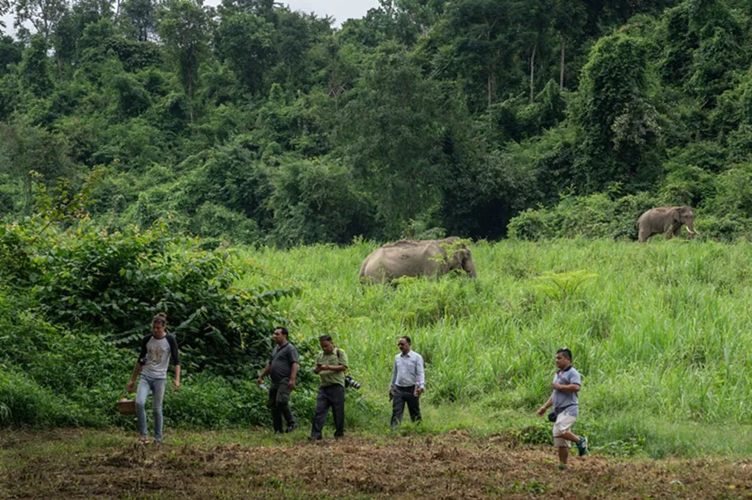 泰国旅游攻略普吉岛大象,泰国大象节旅游攻略