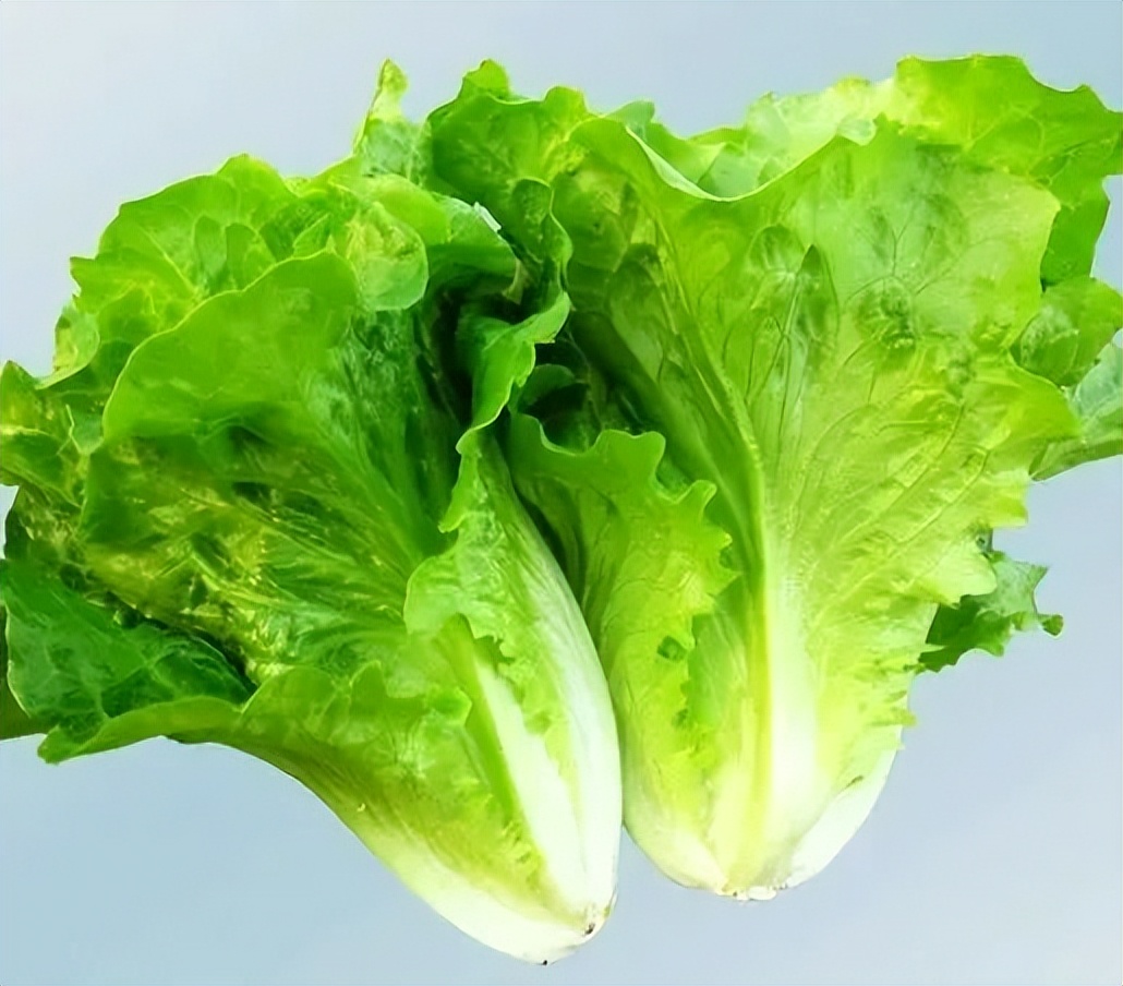 浙江人常吃的蔬菜有哪些,幼儿园常吃的蔬菜有哪些