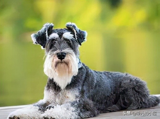 如何让你挑到称心如意的犬类宠物？一起来看看这份宝典指南吧