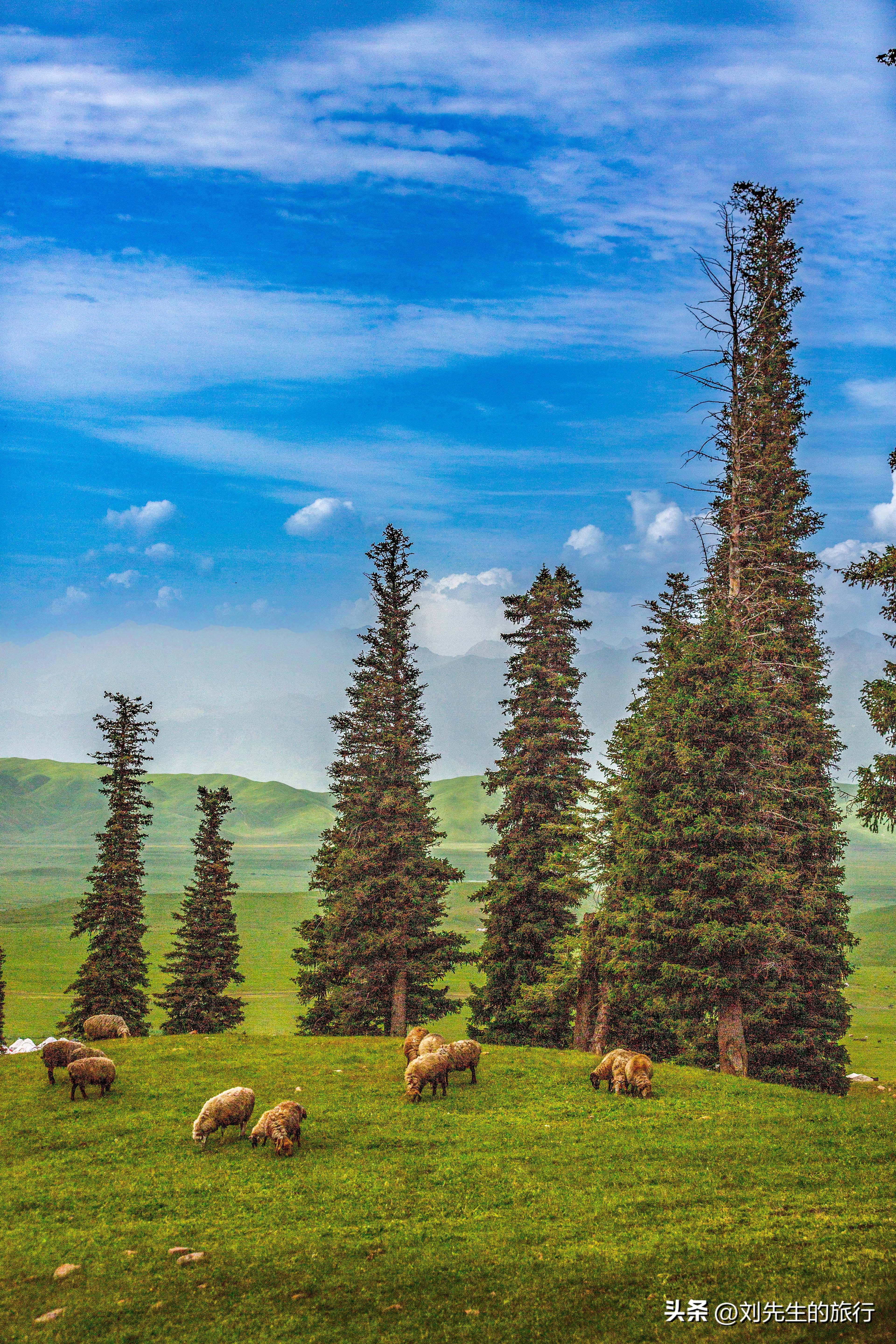 新疆伊犁春天满山遍野的花朵,伊犁的春夏秋冬美景