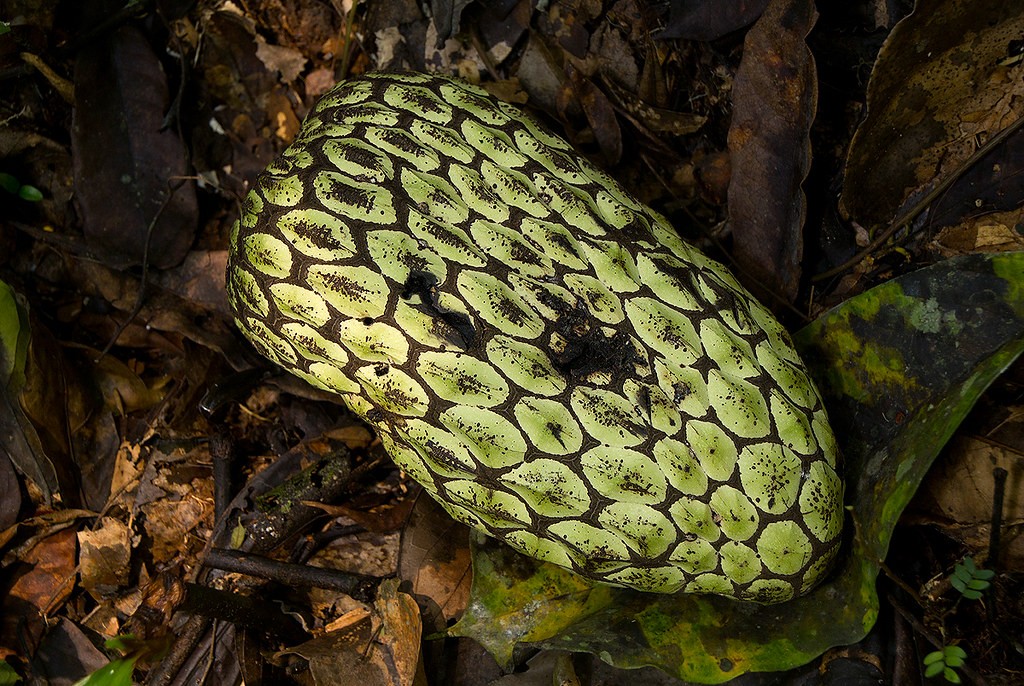 “藤黄果”、“猴果”…近20种你不知道的非洲雄鹰喀麦隆水果