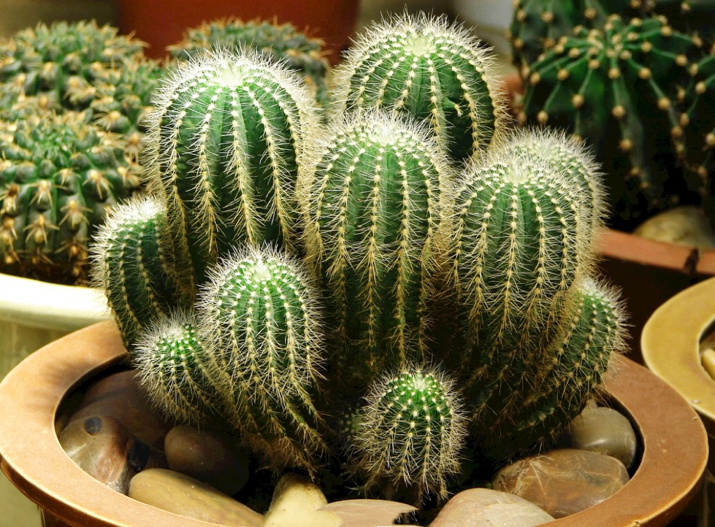 仙人球的养殖方法和注意事项大全,仙人球砍头后创面发黄是怎么回事