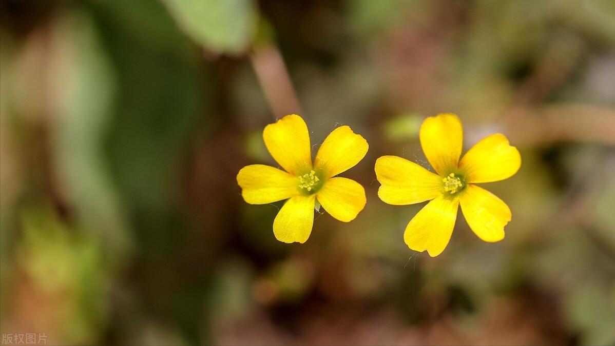 间歇性失忆与心因性失忆,暂时性失忆和短暂性失忆