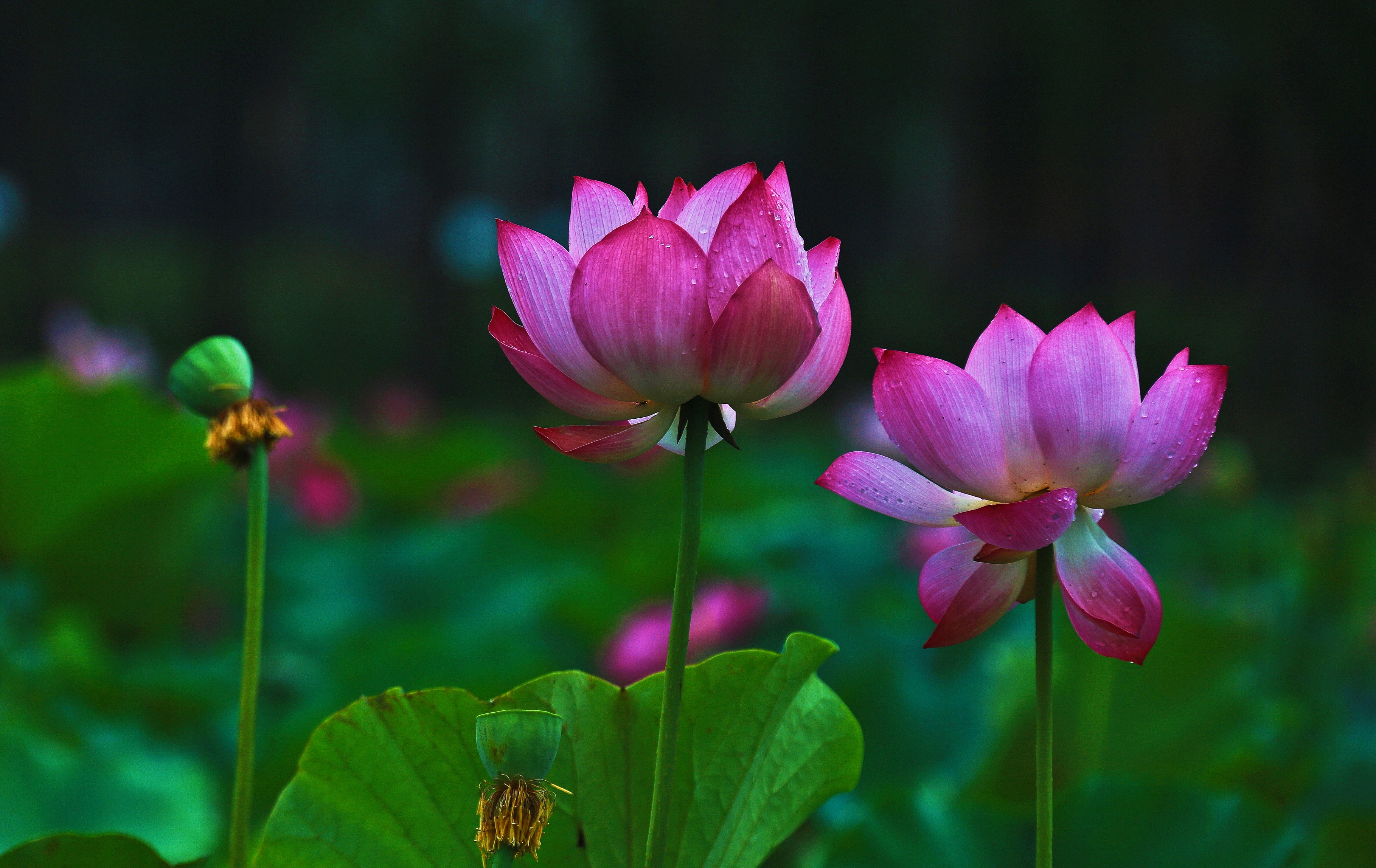 河南周口第一届荷花节,周口淮阳最美荷花节开幕