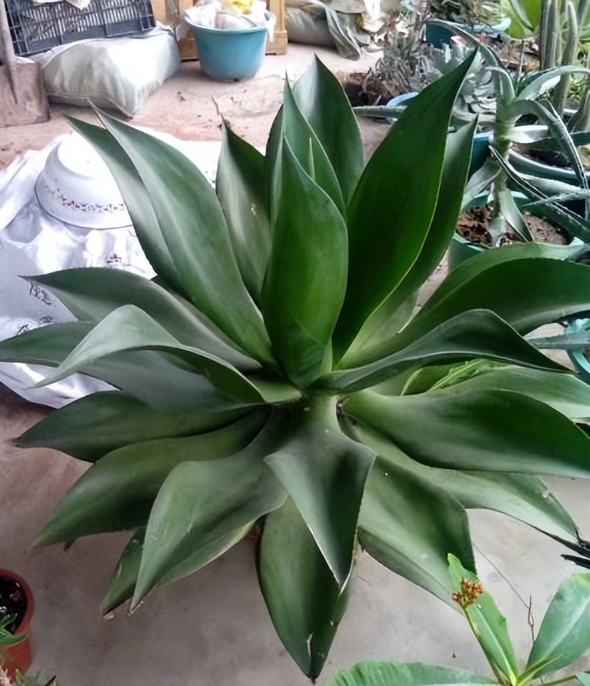 净化空气甲醛最怕的十种花,吸收甲醛净化空气的盆栽有哪些