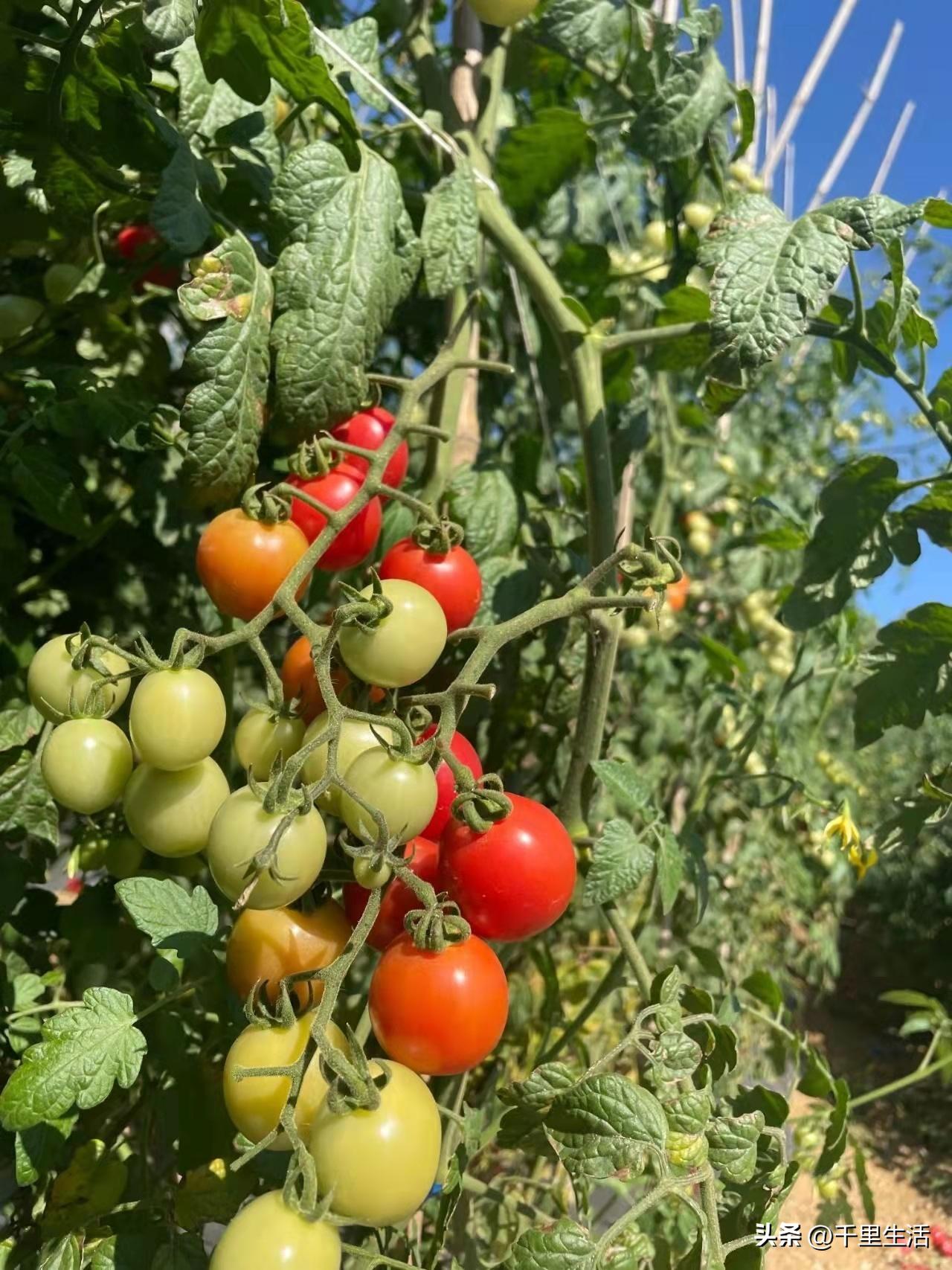 海南千禧樱桃圣女果,新鲜樱桃圣女果