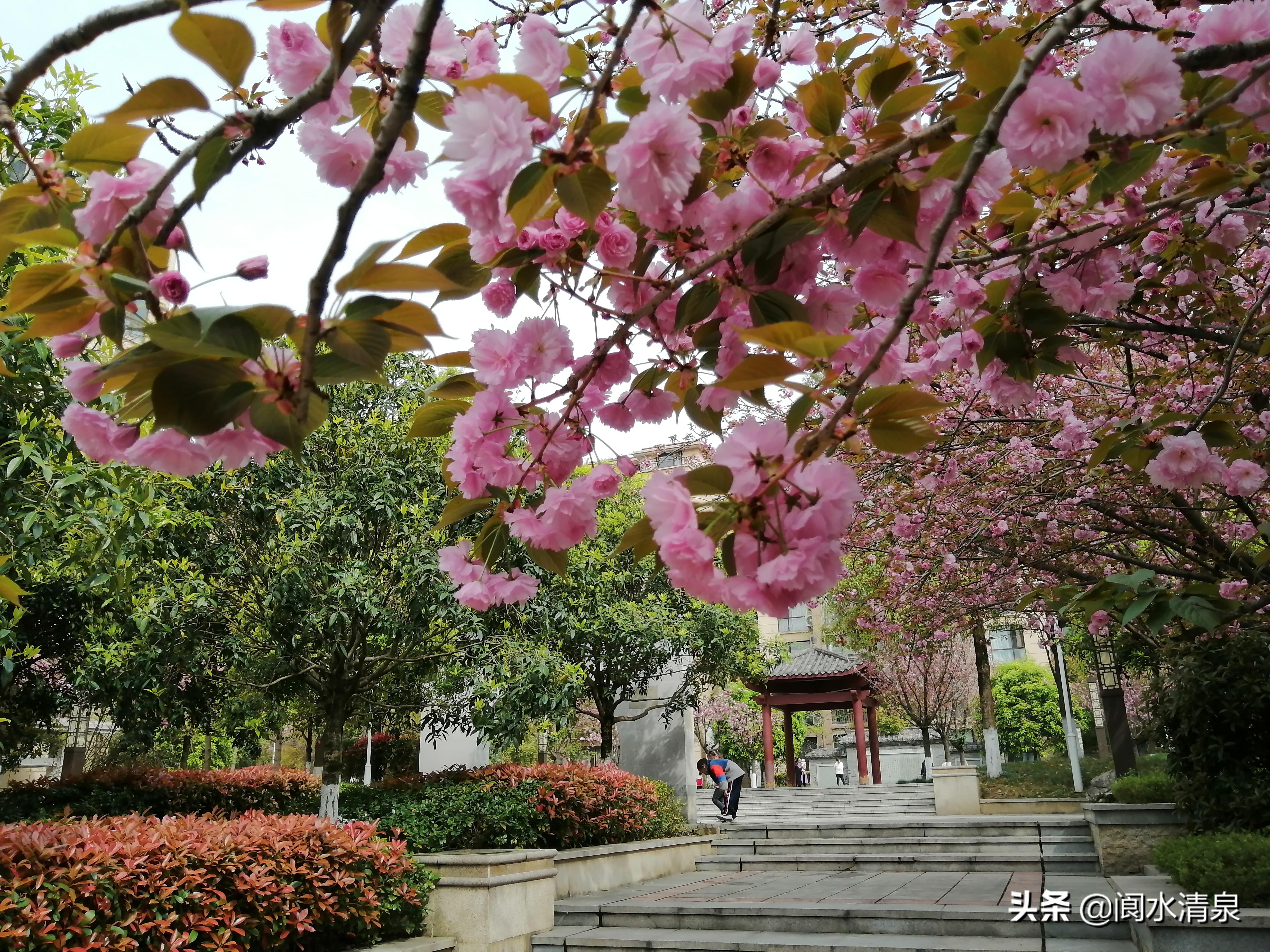 举目望樱花，一朵一朵笑语盈盈腾云来