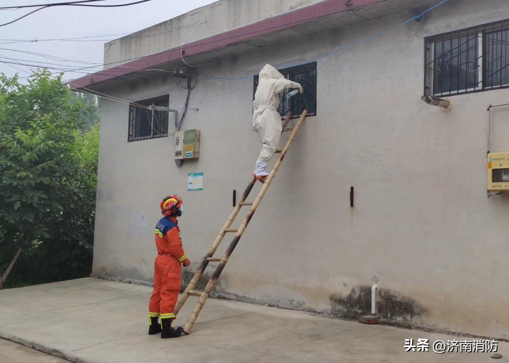 小区遇到“蜂”“蛇”别慌：绕开走，打119