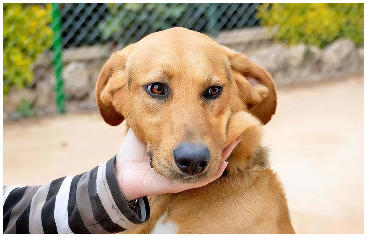 养狗才知道乐在其中,养狗时间长了狗会懂主人的意思