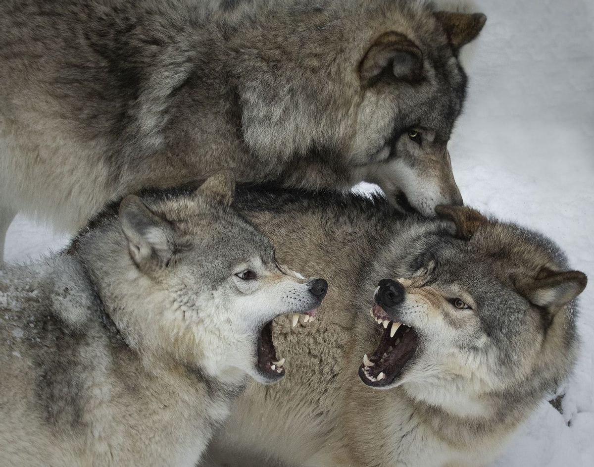 四川到处是老虎为什么不吃大熊猫,大熊猫被老虎吃掉的真实事件