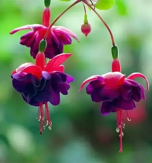 倒挂金钟花图片大赏,开单放鞭炮庆祝图片图文