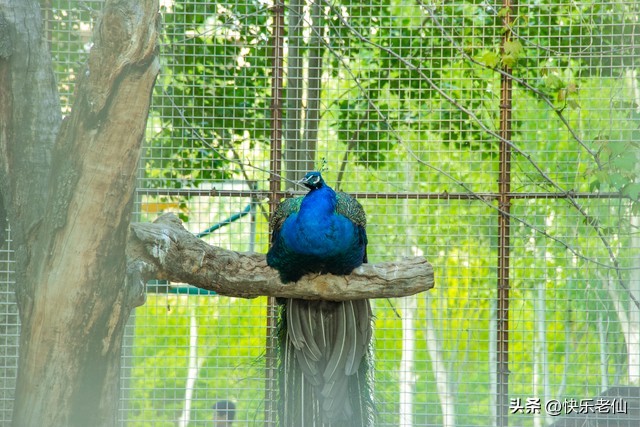 沈阳森林动物园缆车,自驾沈阳森林动物园