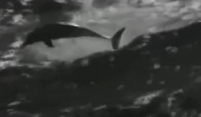 广西渔民误捕棘皮海星,广西渔民误捕鲛人图案