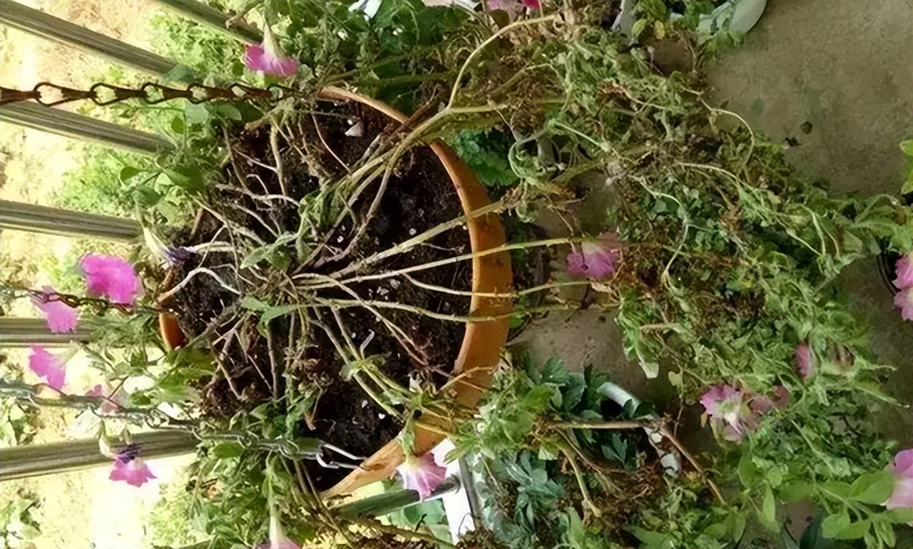 最旺家庭的6种花你家里有吗,家里有这6种花