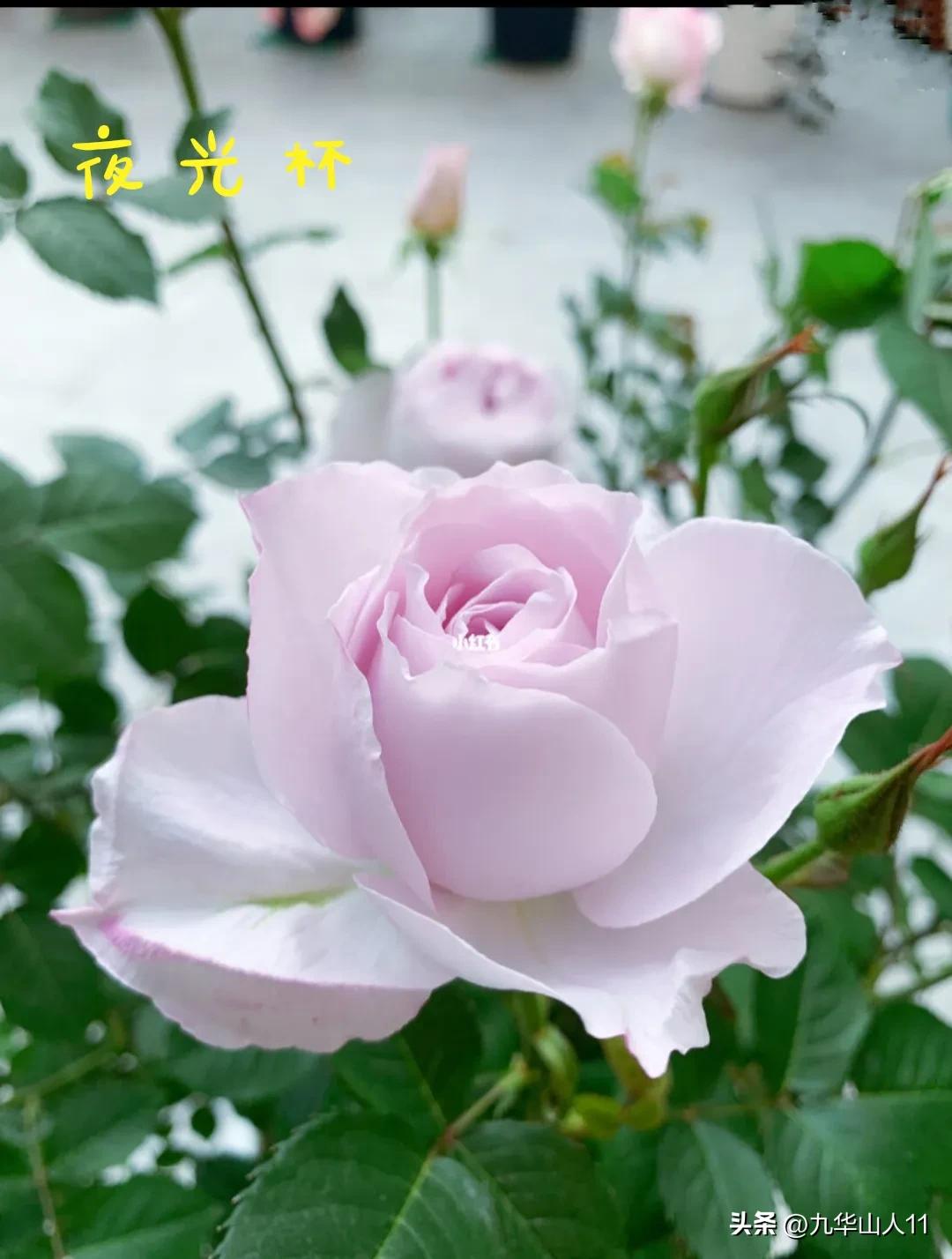 天狼无刺多头月季品种有哪些,天狼十大藤本月季排名