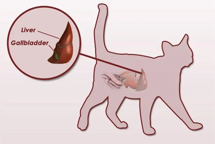 科普｜猫咪的肝病究竟是什么？本文告诉你如何预防