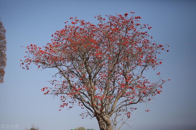 名伦珊瑚颂,欣赏美丽的珊瑚