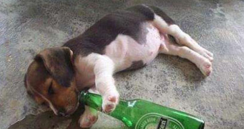 狗狗吃了夏威夷果怎么解决,狗狗吃了夏威夷果一只后腿瘸