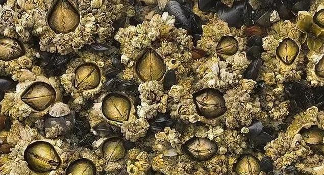 在浙江吃藤壶,还以为吞了个鬼手