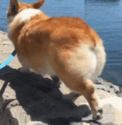 柯基的优点,柯基有几大优点