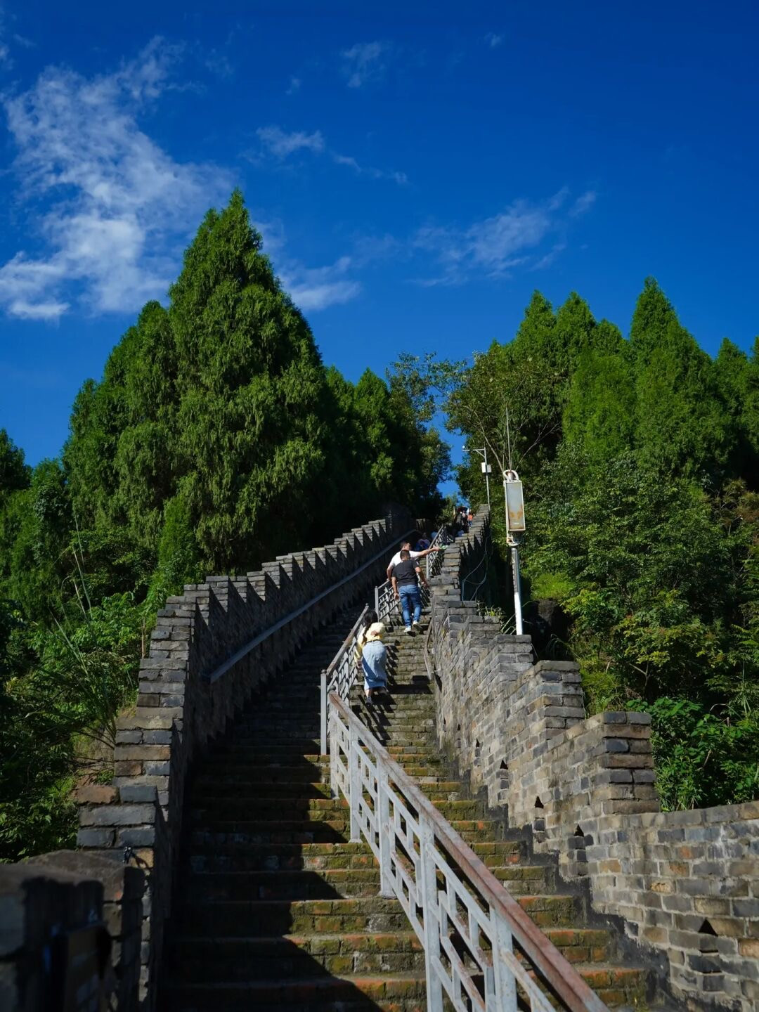 金鸡菊花海旅游攻略,金鸡菊花海美景
