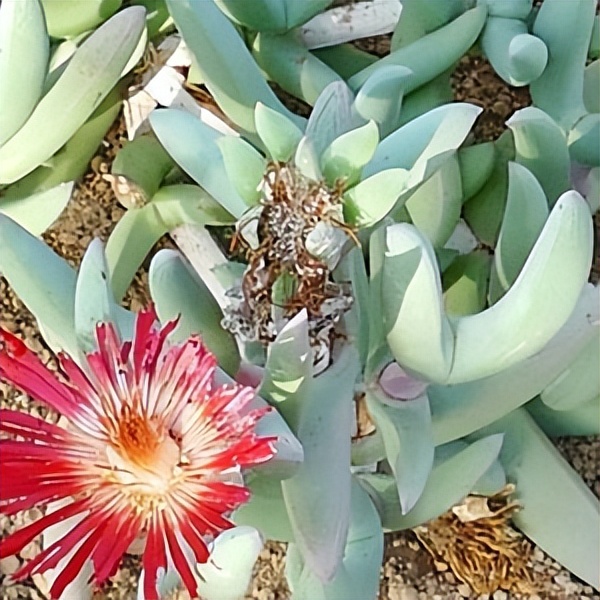 102个大类近500个多肉植物图片，都极其美丽，建议在家中也养一盆