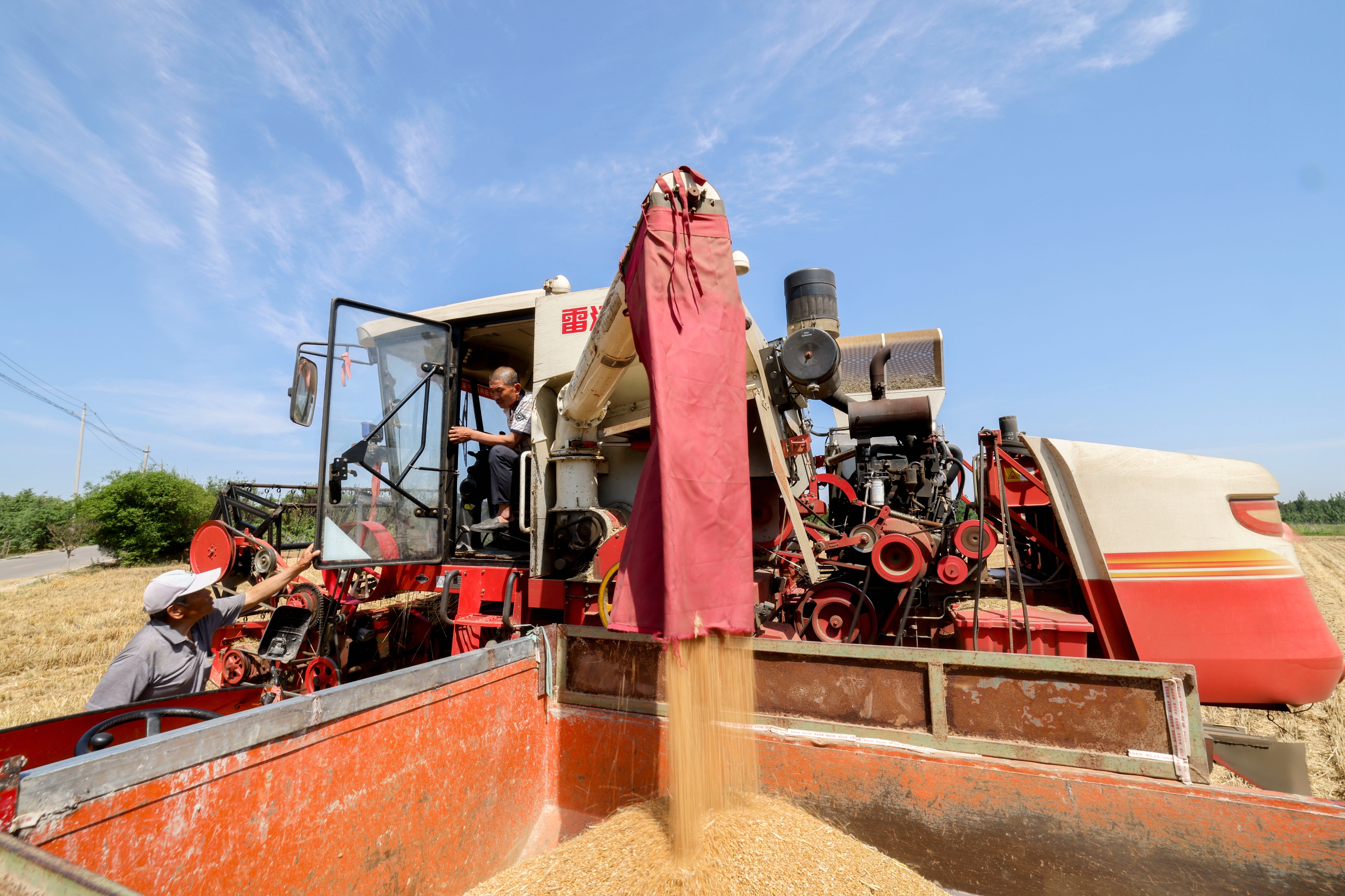 小麦丰收的画卷在错水河畔铺展，徐村麦浪滚滚，“丰”景如画