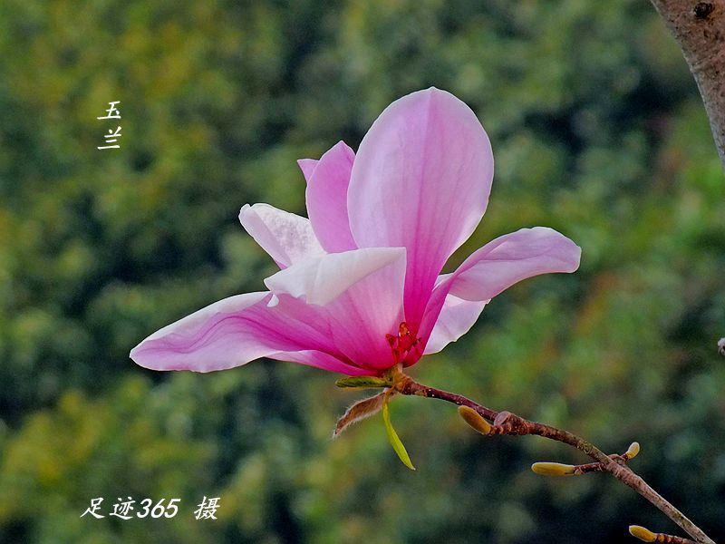 又见玉兰、杏花不一样的拍法