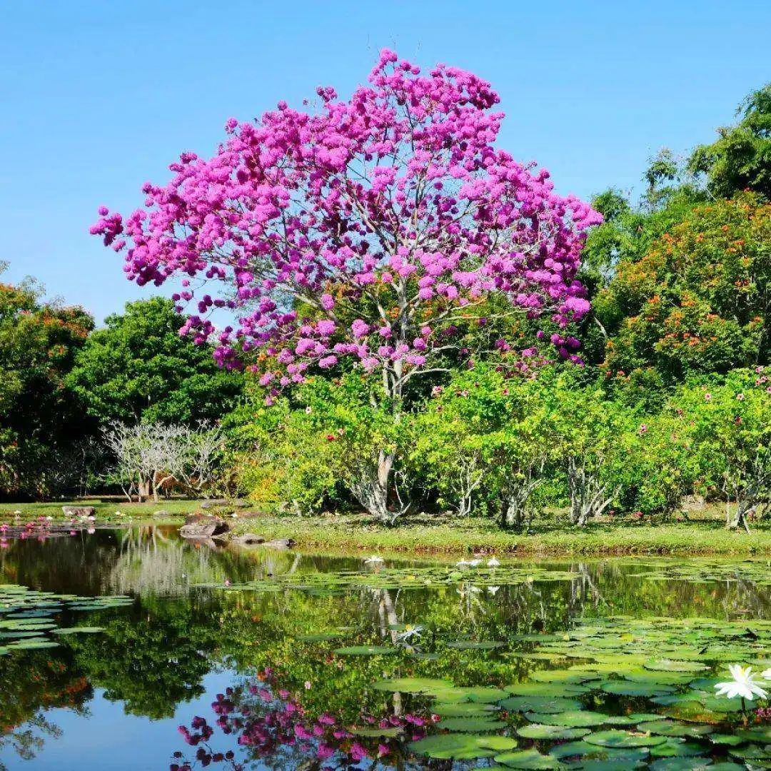 开花植物大全100种,实用分享30款小型开花树种介绍