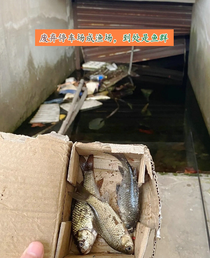 废弃停车场变鱼塘,深圳车库积水变鱼塘