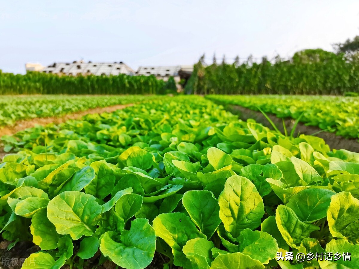 鼻涕虫和蜗牛怎么治理,田里鼻涕虫怎么彻底消灭