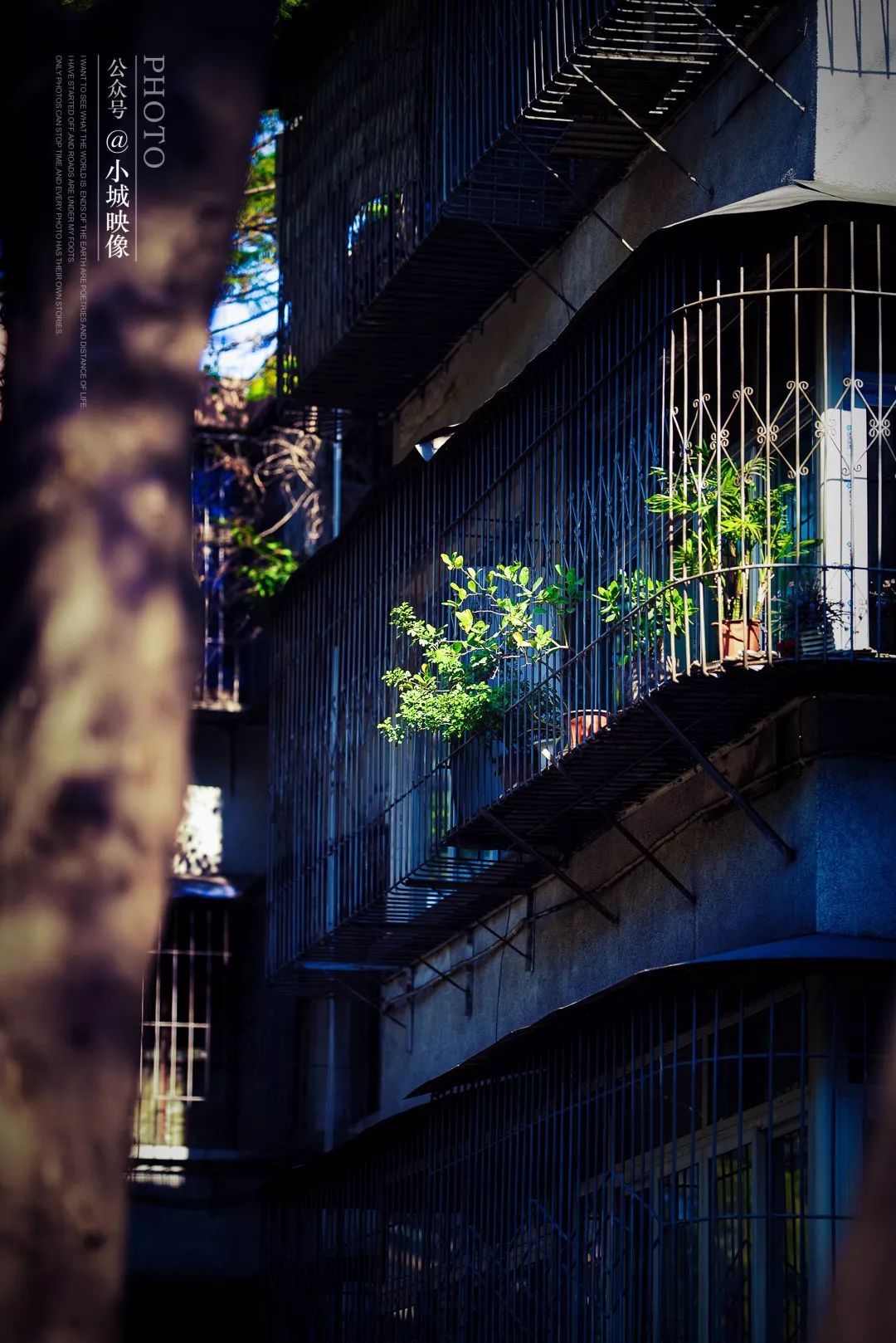 攀枝花是一种什么花,什么是攀枝花铁树