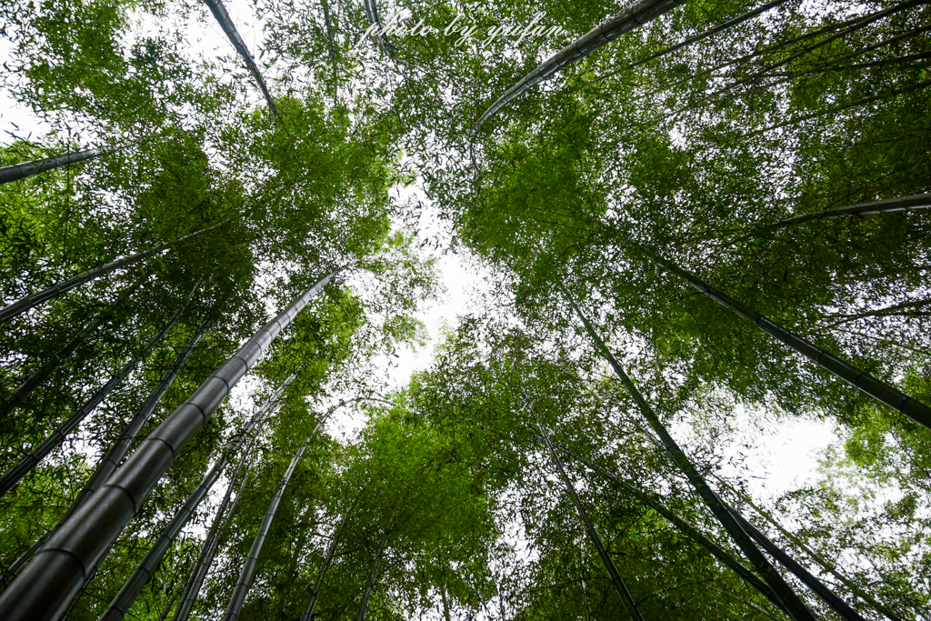 中国最美竹林景区蜀南竹海,重庆百里竹海地图