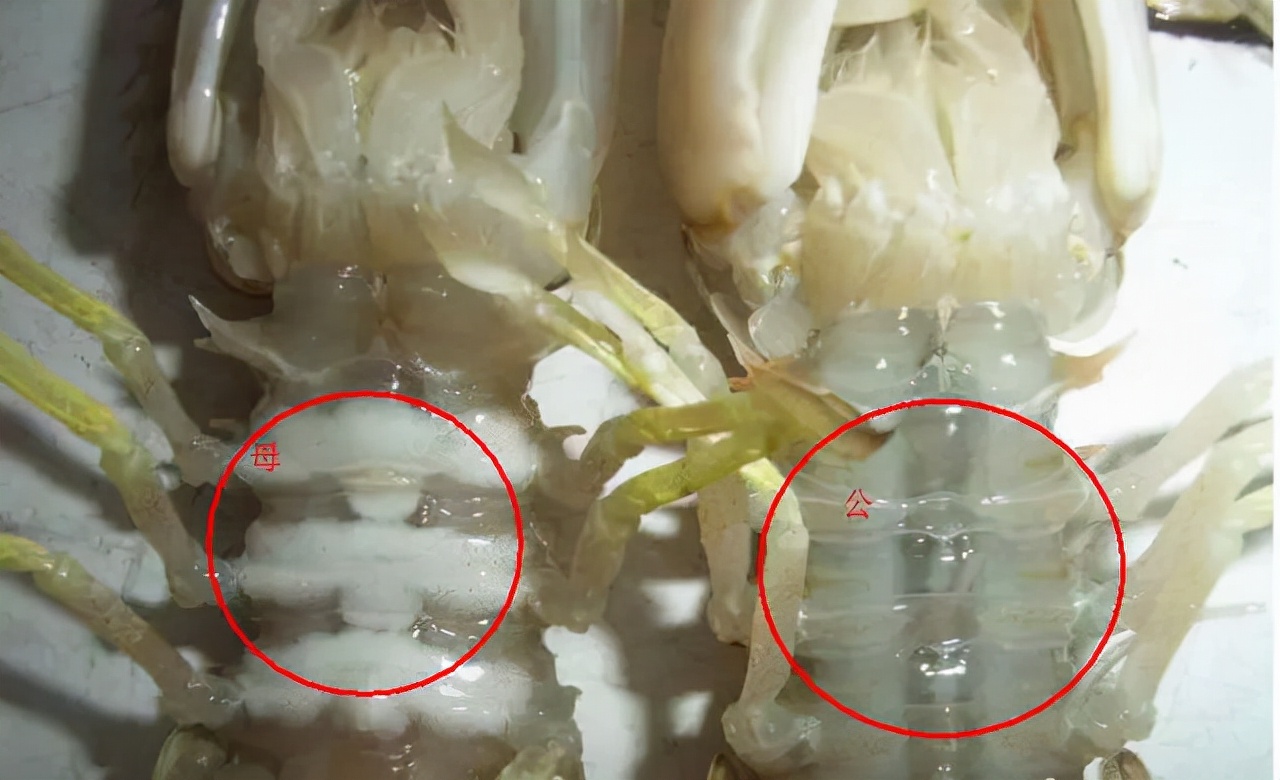 买海鲜怎么挑,买海鲜怎么挑鲜度性价比最高