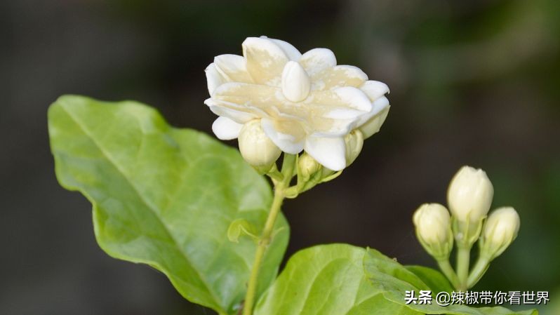 宁德大黄鱼之乡攻略,霞浦大黄鱼之乡图片