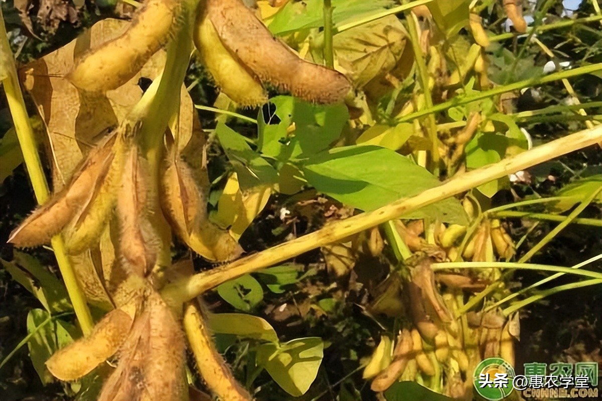 中国今日大豆价格走势大全,大豆还会涨价吗今日大豆价格