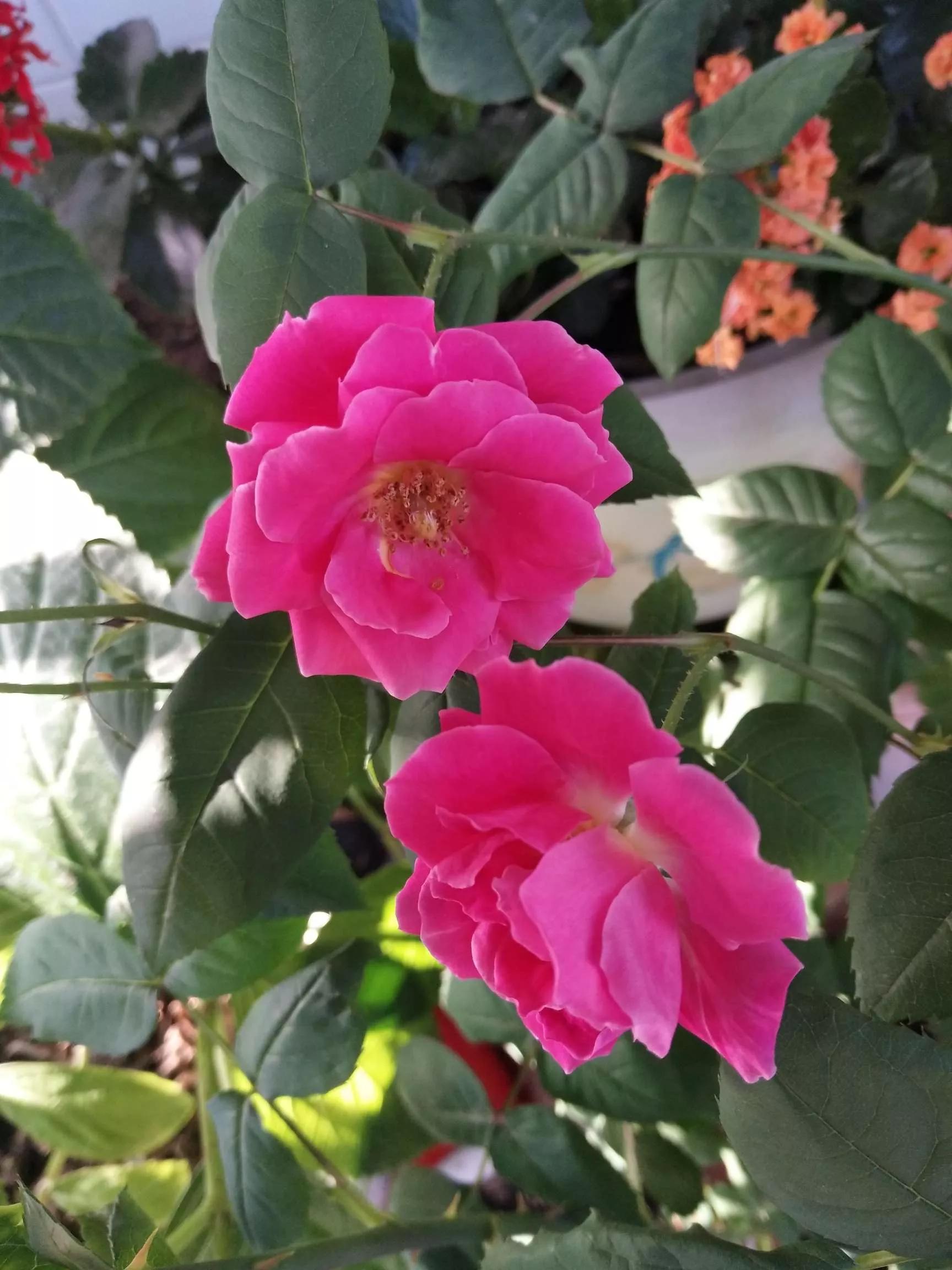 月季品种醉花,月季品种大全及图片欣赏